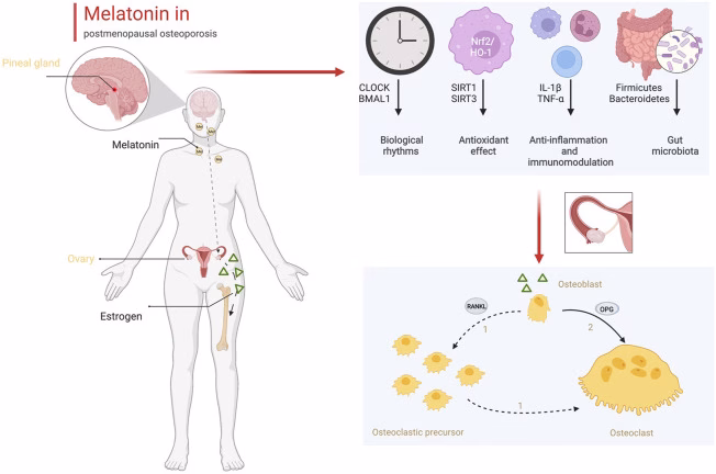 Melatonin und Osteoporose