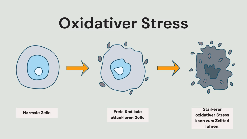 Oxidativer Stress